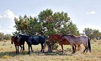 Navajo Ponies And Mesquite