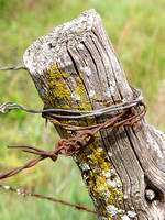 Barbed Wire #4