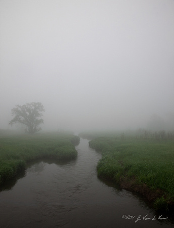 Stream, Tree and a Spring Morning Fog