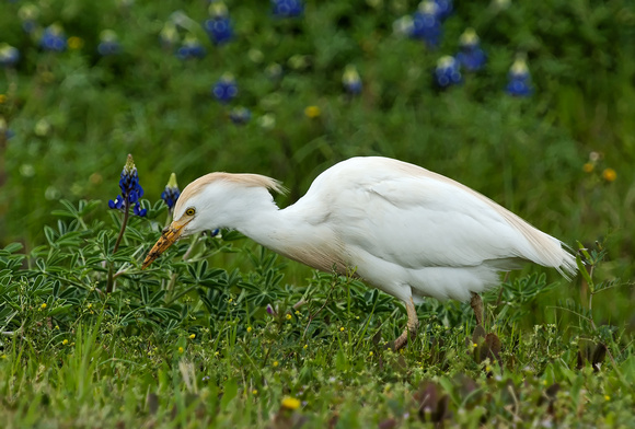 Cattle Egret on the Prowl
