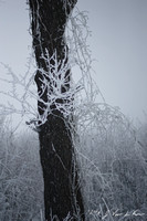 Hoar Frost and Tree #1