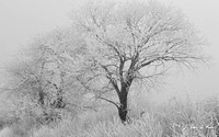 Hoar Frost and Trees #2