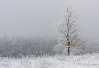Autumn Color and Hoar Frost